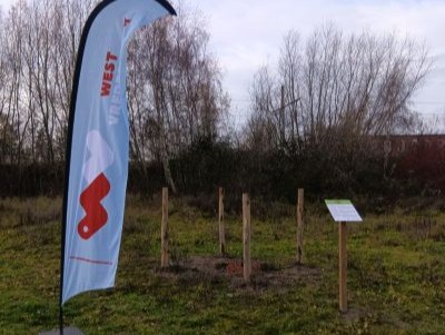 Vredeseik Kortrijk 1